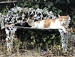 Click image for larger version. 

Name:	Catnap, on Bench.jpg 
Views:	83 
Size:	110.7 KB 
ID:	214415