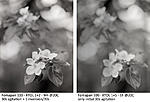 Click image for larger version. 

Name:	Fomapan100_XTOL_Stand_test_appelbloesem.jpg 
Views:	156 
Size:	42.5 KB 
ID:	95184