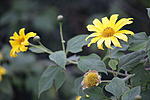 Click image for larger version. 

Name:	Yellow flowers.jpg 
Views:	15 
Size:	40.4 KB 
ID:	222038