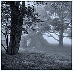 Click image for larger version. 

Name:	Fog parkway trees MR.jpg 
Views:	122 
Size:	135.7 KB 
ID:	155555