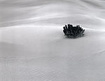 death valley dune shrub.jpg