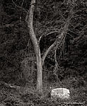 CT_Greenwich_Audobon_Tree-Stone_A4490147_v2.jpg