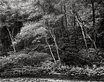 Click image for larger version. 

Name:	Heceta Creek10_7_17_wk.jpg 
Views:	77 
Size:	206.5 KB 
ID:	171464