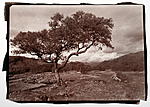 Click image for larger version. 

Name:	Solitary tree, Ardnamurchan, Scotland Argyrotype small.jpg 
Views:	124 
Size:	81.9 KB 
ID:	151300