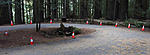 RedwoodCones.jpg