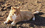 Click image for larger version. 

Name:	Orange Kitty.jpg 
Views:	32 
Size:	64.0 KB 
ID:	225622