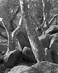 Click image for larger version. 

Name:	Sycamores&Rocks.jpg 
Views:	93 
Size:	122.6 KB 
ID:	72794