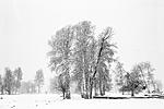Click image for larger version. 

Name:	winter_trees_3_original.jpg 
Views:	124 
Size:	53.8 KB 
ID:	211650