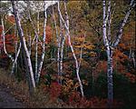 Click image for larger version. 

Name:	Birches Roadside Adirondacks_00001RPF4521DS_01.jpg 
Views:	86 
Size:	122.6 KB 
ID:	210655