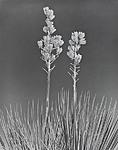 Click image for larger version. 

Name:	Yucca Pods, White Sands copy.jpg 
Views:	92 
Size:	127.0 KB 
ID:	210657