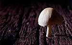 Click image for larger version. 

Name:	Mushroom.jpg 
Views:	112 
Size:	46.2 KB 
ID:	207496