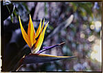 Click image for larger version. 

Name:	Bird of paradise, Kodak 64T-A.jpg 
Views:	42 
Size:	53.5 KB 
ID:	213500