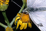 Click image for larger version. 

Name:	Butterfly close.jpg 
Views:	24 
Size:	177.4 KB 
ID:	213498