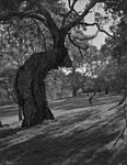 Click image for larger version. 

Name:	old tree at molonglo little.jpg 
Views:	140 
Size:	76.2 KB 
ID:	216079