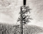 Click image for larger version. 

Name:	PADDY CREEK SNAG - Alpine, Arizona.jpg 
Views:	94 
Size:	95.0 KB 
ID:	206393