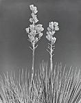 Click image for larger version. 

Name:	Yucca Pods, White Sands.jpg 
Views:	57 
Size:	128.3 KB 
ID:	202782