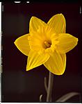 20150309_Daffodil_in_the_light_tent_small.jpg