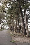 Click image for larger version. 

Name:	6th St. tree tunnel.jpg 
Views:	25 
Size:	104.5 KB 
ID:	235019