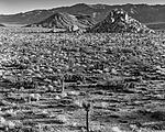 Click image for larger version. 

Name:	Joshua Tree 2.jpg 
Views:	171 
Size:	134.8 KB 
ID:	82412