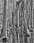 Click image for larger version. 

Name:	2022 Florida trip B&W-8.jpg 
Views:	84 
Size:	143.7 KB 
ID:	233731