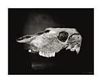 Click image for larger version. 

Name:	Skull4small.jpg 
Views:	173 
Size:	30.5 KB 
ID:	203354