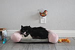 Click image for larger version. 

Name:	Buster in bed.jpg 
Views:	53 
Size:	40.9 KB 
ID:	213629