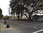 Click image for larger version. 

Name:	Moreton Bay Fig Tree - Orange 008.jpg 
Views:	43 
Size:	106.4 KB 
ID:	92939