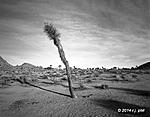 Click image for larger version. 

Name:	joshua tree np.jpg 
Views:	40 
Size:	240.9 KB 
ID:	113239
