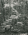 Click image for larger version. 

Name:	Sunlit Branches McCormicks Creek SP print.jpg 
Views:	79 
Size:	136.3 KB 
ID:	85043