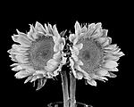 Click image for larger version. 

Name:	Sunflowers.jpg 
Views:	31 
Size:	55.3 KB 
ID:	94212