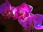 Click image for larger version. 

Name:	April Orchids 001.jpg 
Views:	31 
Size:	188.4 KB 
ID:	94357
