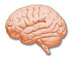 Click image for larger version. 

Name:	Brain.jpg 
Views:	74 
Size:	91.6 KB 
ID:	130317