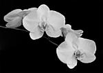 Click image for larger version. 

Name:	OrchidOnBlackBlended640.jpg 
Views:	80 
Size:	54.6 KB 
ID:	92482