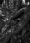 Click image for larger version. 

Name:	Tree Roots.jpg 
Views:	82 
Size:	79.0 KB 
ID:	88812