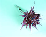 Click image for larger version. 

Name:	Spikey flower II007.jpg 
Views:	90 
Size:	36.4 KB 
ID:	114127