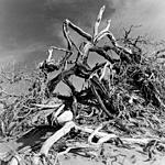 Click image for larger version. 

Name:	Death Valley M Dunes Tree.jpg 
Views:	62 
Size:	142.1 KB 
ID:	202829