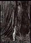Redwood Trunk, Nude 1.jpg