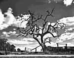 Click image for larger version. 

Name:	gnarled tree.jpg 
Views:	139 
Size:	85.1 KB 
ID:	188509