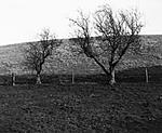 15 02 19 Hawthorn in Frendal Dale_R4 sm.jpg