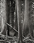 Click image for larger version. 

Name:	Western Redcedar.jpg 
Views:	67 
Size:	124.4 KB 
ID:	115879