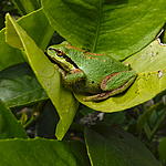 Frog7_22a.jpg