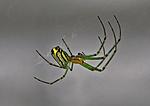 Click image for larger version. 

Name:	Orchard_Spider_1.jpg 
Views:	20 
Size:	21.8 KB 
ID:	213566
