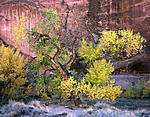Click image for larger version. 

Name:	cottonwood-escalante.jpg 
Views:	29 
Size:	187.5 KB 
ID:	189079