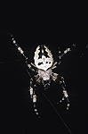 Click image for larger version. 

Name:	Spider front.jpg 
Views:	49 
Size:	84.6 KB 
ID:	125273