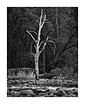 Merced River, Tree web.jpg